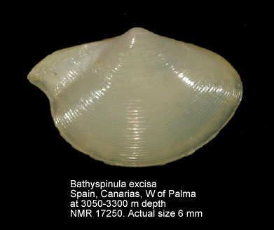 Bathyspinula excisa (2).jpg - Bathyspinula excisa(Philippi,1844)